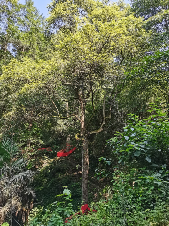 發(fā)力五型經(jīng)濟(jì)，著力打造“中國(guó)龍腦之都”
